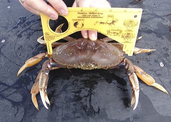A crab is measured with calipers to make sure it can be harvested.